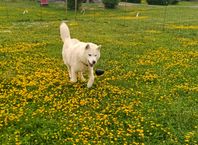 Äldre Siberian husky tik