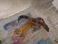 leopardgeckoungsr