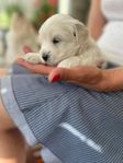 Coton de Tulear valp