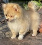 Pomchi, Pomchivalp, Pomeranian, Chihuahua 