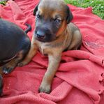  Blandrasvalpar Dobermann Rhodesian Ridgeback