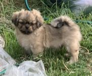 Tibetansk spaniel 