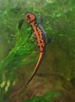 Kinesisk eldbuksalamander salamander cynops orientalis