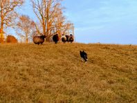 Vuxen Border Collie-tik