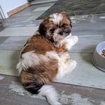 renrasiga shih tzu med stamtavla