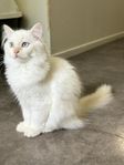 Ragdoll Persian Mix