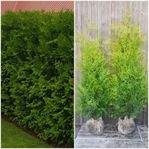 Thuja “BRABANT”Thuja ”SMARAGD”