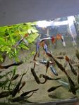 Akvarium fiskar guppy 