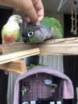 2 Fina conure par :)