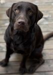 labrador hane brun 2 år omplacering 