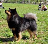 Parning, Finsk lapphund, hane