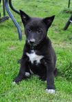 Canaan dog