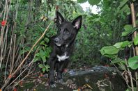 Canaan dog