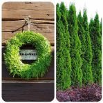 Thuja ”SMARAGD” Thuja “BRABANT”