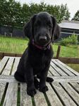 Flatcoated Retriever-valpar