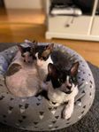 Cornish Rex honor