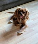 Cavalier King Charles, söker kärleksfulla hem.   