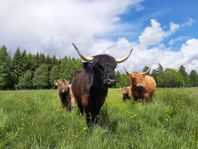 Highland cattle (EKO) tjurar, kvigor och kor