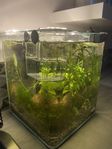 säljer ett 20 liter akvarium 