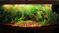 Juwel Vision 450 akvarium med många tillbehör