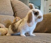 Minilop Miniature lop