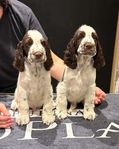 Engelsk Springer Spaniel