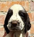 Engelsk Springer Spaniel