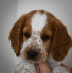 welsh springer spaniel