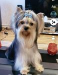 Yorkshire Terrier Avel