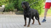 Supervacker rottweiler hane