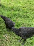 ayam cemani 