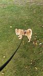 shiba inu