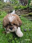 Shih tzu lhasa apso Valpar