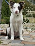 Renrasig Border Collie 