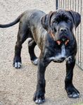 Renrasig Cane Corso kille 3 1/2 månad