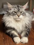 Maine Coon Avelshane