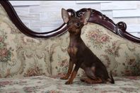 Russkiy toy terrier