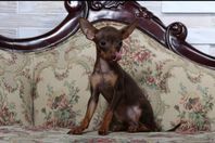 Rysskiy toy terrier 