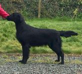 Flatcoated Retriever