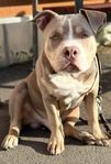 american bully pocket