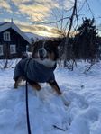 Hurtta Expedition Parka vintertäcke hund strl 45