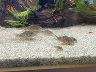 Corydoras sterbai unge 6st/180kr