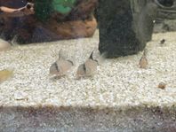 Corydoras matea unge 180kr / 6st