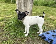 Tenterfield terrier 