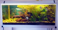 Komplett akvarium 150l med fiskar