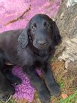 Flatcoated Retriever valpar