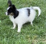 papillon valp