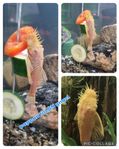 albino bristlenose yngel samt lite andra fisk yngel