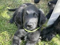 Flatcoated retriever