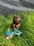 Cavapoo valpar